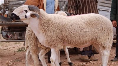 موعد وقفة عرفات وعيد الاضحي 2022 رسميا