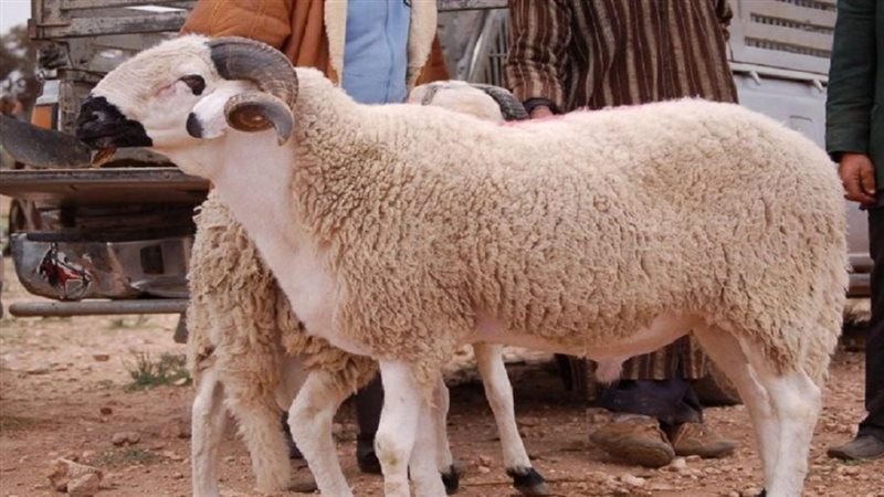 الحق والضلال