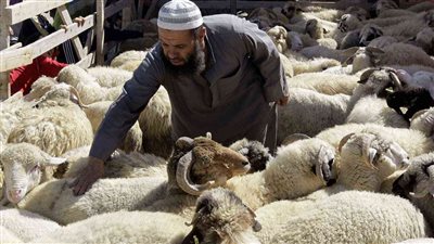 قبل ايام من العيد ازاى تشترى اضحيه خاليه العيوب وسعر الخراف والعجول اليوم