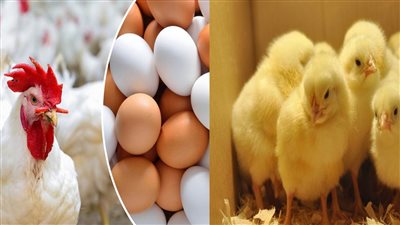 أسعار الدواجن اليوم الإثنين 13 يونيو 2022 داخل بورصة الدواجن