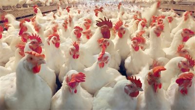 أسعار الفراخ فى محال مصر التجارية اليوم الثلاثاء 14 يونيو 2022