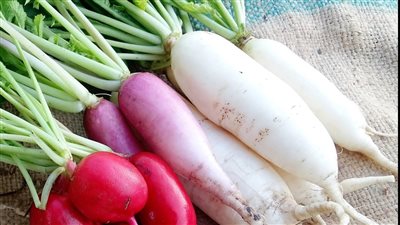 فوائد الفجل للحفاظ على الصحة تعرف عليها