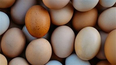 سعر البيض في الأسواق المحلية اليوم الثلاثاء الموافق 14 يونيو 2022