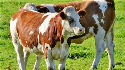 القوات المسلحه والداخليه تتدخل قبل عيد الاضحي وتنشر سيارات اللحوم