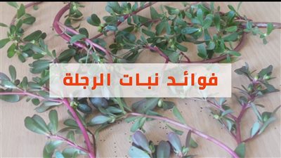 يعالج الجروح ويحمي من السرطان فوائد كثيرة لنبات الرجلة