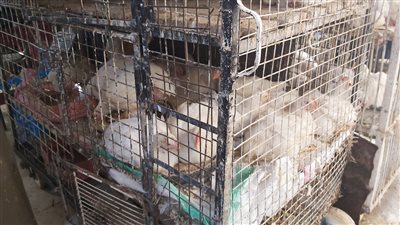 اسعار الفراخ والبط والرومي والكتاكيت بالاسواق اليوم الثلاثاء 14 6 2022