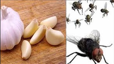 فص ثوم ونص ليمونه وانسي ان الناموس ييجي جنب بيتك