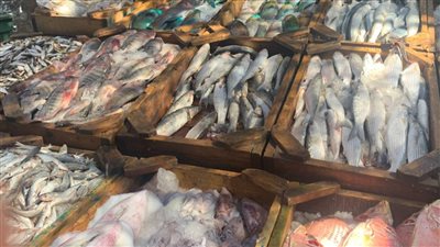 سعر السمك اليوم الأربعاء الموافق 15 يونيو 2022 في الأسواق المصرية