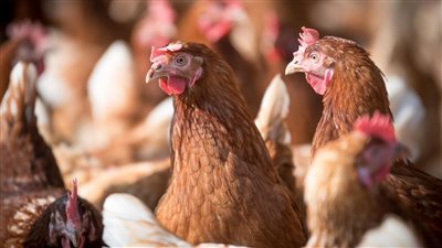 أسعار الفراخ في المحال التجارية اليوم الخميس 16 يونيو 2022