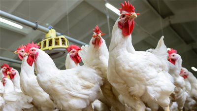 تعرف علي أخر تحديثات أسعار الدواجن والطيور اليوم الخميس في مصر