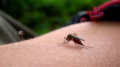 أمراض خطيرة تنقلها لدغة الناموس وحيل منزلية تساعدك في التخلص منه