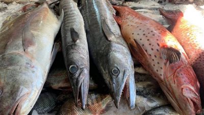 الجمبري مولع نار اسعار جميع انواع السمك والجمبري في السوق اليوم