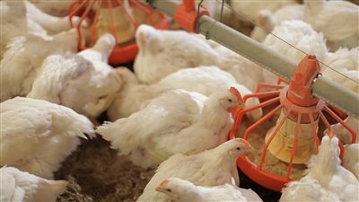 أسعار الدواجن والطيور في الأسواق اليوم الجمعة 17 يونيو