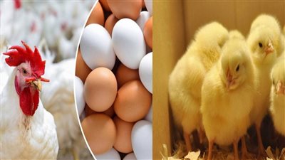 أسعار الفراخ اليوم السبت 18 يونيو 2022 فى مصر