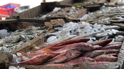 أسعار الاسماك فى مصر اليوم السبت الموافق 18 يونيو 2022