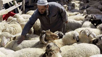 وزاره الزراعه تعلن اغلاق باب الحجز لاضاحي العيد رسميا