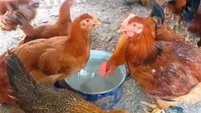 اسعار الفراح اليوم الاحد 18 6 2022