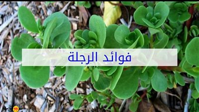 نفيد للقلب و العظام واشياء أخرى تعرف علي فوائد نبات الرجلة