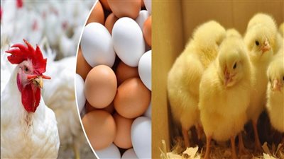 أسعار الفراخ و البيض فى مصر اليوم الإثنين 20 يونيو 2022