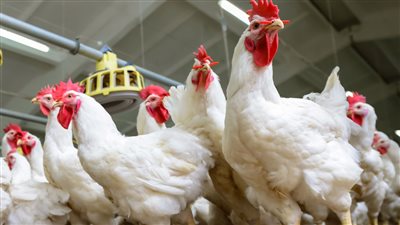 بعد هبوطها الأسبوع الماضي هذا ما حدث لأسعار الدواجن اليوم الاثنين 20 يونيو