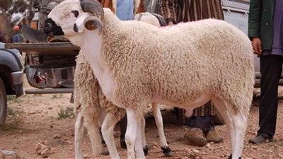 نصائح هامه من وزاره الزراعه لو هتشترى خروف العيد