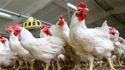 سعر الفراخ اليوم الأربعاء 22 يونيو 2022 فى الاسواق المصرية