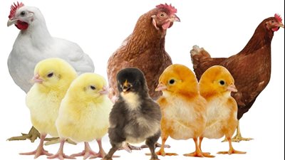 أسعار الفراخ فى مصر اليوم الخميس الموافق 23 يونيو 2022