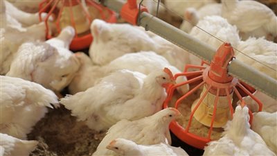 أسعار الدواجن والطيور في الأسواق المصرية اليوم الخميس 23 يونيو 2022