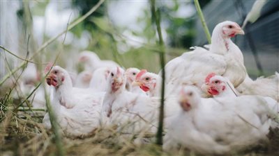 أسعار الفراخ فى الاسواق المصرية اليوم الجمعة 24 يونيو 2022