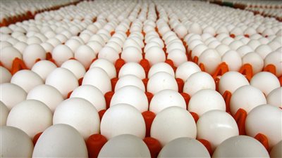 سعر البيض في الأسواق اليوم الجمعة 24 يونيو 2022