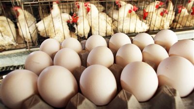 أسعار الدواجن والبيض في الأسواق المصرية اليوم 24 يونيو 2022