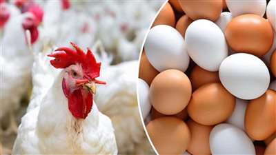 أسعار الدواجن والبيض في الأسواق المصرية اليوم السبت 25 يونيو 2022