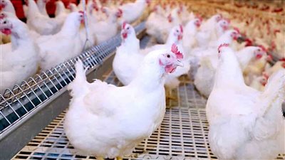 اسعار الفراخ والبط والرومي فى الاسواق اليوم السبت 25 6 2022