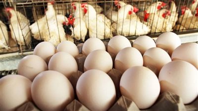 أسعار الدواجن والطيور والبيض اليوم الأحد 26 يونيو 2022