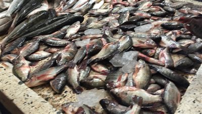 اسعار جميع انواع الاسماك فى الاسواق