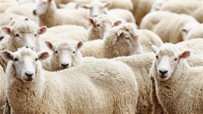 عشان ميتضحكش عليك تعرف على اسعار اللحوم قبل العيد