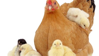 أسعار الفراح فى الأسواق المصرية اليوم الثلاثاء 28 يونيو 2022