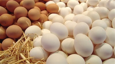 سعر البيض في الأسواق اليوم الثلاثاء 28 يونيو 2022