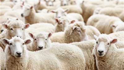 بفرمان من وزير التموين لجميع منافذ بيع اللحوم خفضوا السعر