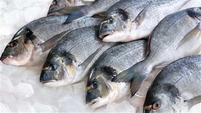 أسعار الأسماك فى الأسواق اليوم الأربعاء 29 يونيو 2022