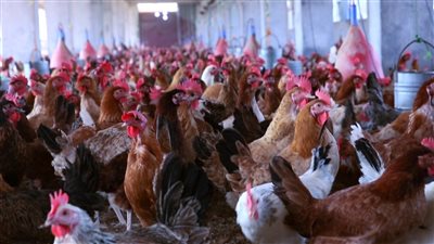 أسعار الفراخ اليوم الأربعاء الموافق 29 يونيو2022