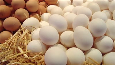 قفزه جنونيه لسعر كرتونه البيض اليوم