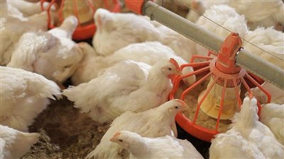 أسعار الفراخ فى الأسواق المصرية اليوم الخميس 30 يونيو 2022