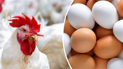 أسعار الدواجن والطيور والبيض في مصر اليوم الجمعة 1 يوليو 2022