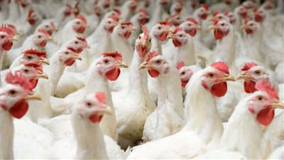 اسعار الفراخ البيضا والبلدي والبيض اليوم الجمعه