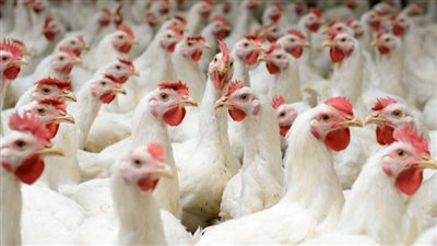 اسعار الفراخ البيضا والرومي واسعار البط اليوم السبت فى الاسواق