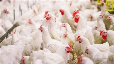 الفرخه بـ65 جنيه التموين تعلن اسعار اللحوم والفراخ بالاسواق