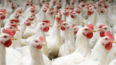 اسعار الفراخ والبط والرومي اليوم الاثنين