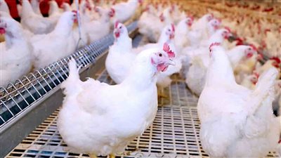 اسعار الفراخ اليوم قبل يومين من وقفه عيد الاضحي