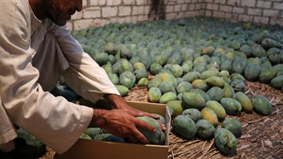 اسعار المانجو بكل انواعه اليوم فى سوق العبور